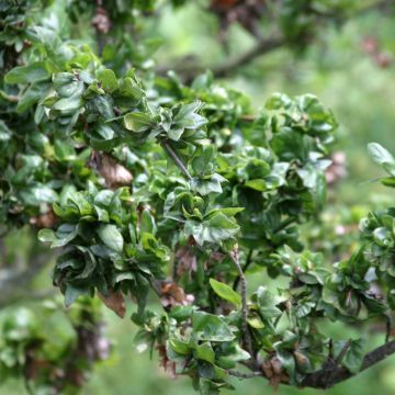 Euroopanpyökki Cristata