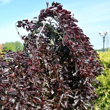 Euroopanpyökki Purple Drongo Weeper