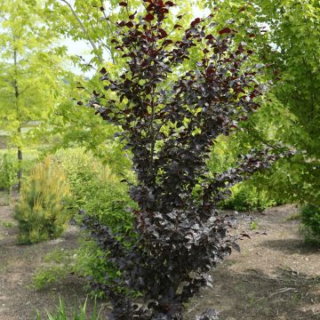 Euroopanpyökki Purpurea Nana