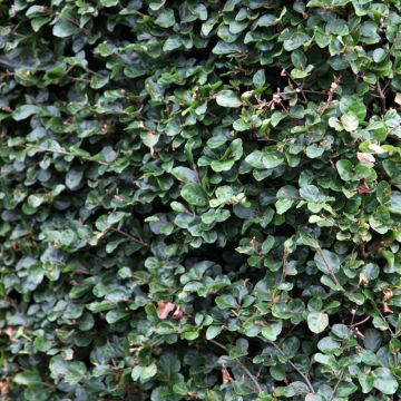 Euroopanpyökki Rotundifolia