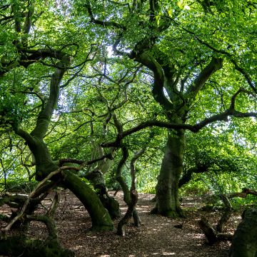 Euroopanpyökki - Fagus sylvatica f. suentelensis