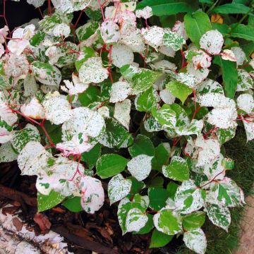 Japanintatar Variegata