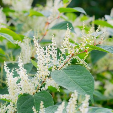 Jättitatar - Fallopia sachalinensis