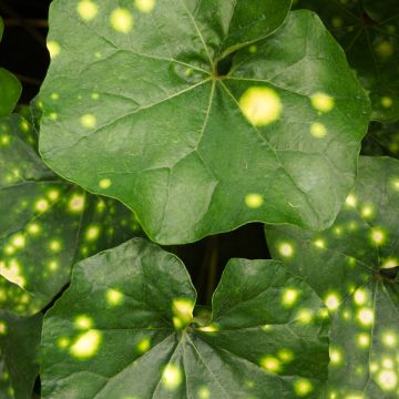 Japaninnauhio Aureomaculatum