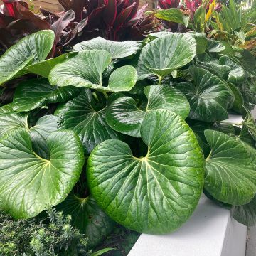 Japaninnauhio Gigantea