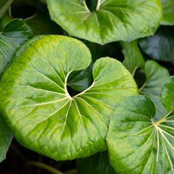 Japaninnauhio - Farfugium japonicum