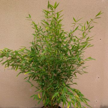 Kiiltoruokobambu Winter Joy