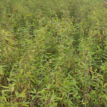 Ruokobambu Gerry