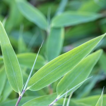 Ruokobambu Blue Lizard