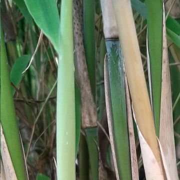 Ruokobambu Ivory Ibis