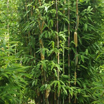 Ruokobambu Maasai