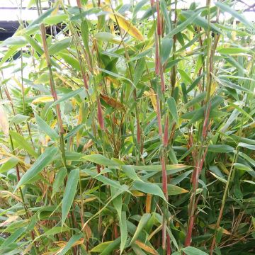 Ruokobambu Panda