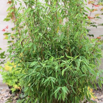 Ruokobambu Red Zebra