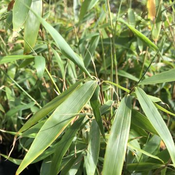 Ruokobambu Tauro