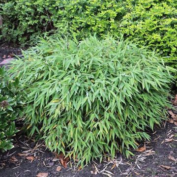 Ruokobambu Elias