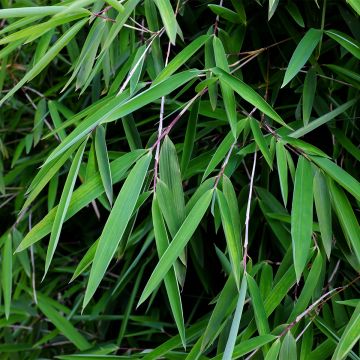 Kiiltoruokobambu Gansu