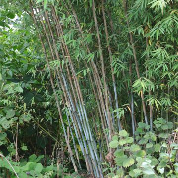 Ruokobambu Blue Dragon