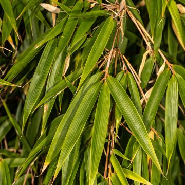 Ruokobambu - Fargesia robusta