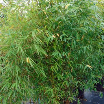 Ruokobambu Campbell