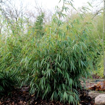 Ruokobambu Formidable