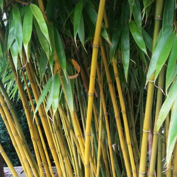 Ruokobambu Wolong