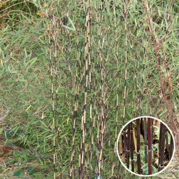 Ruokobambu Deep Purple