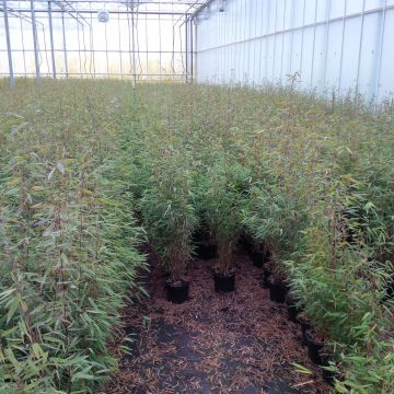 Ruokobambu Green Dragon