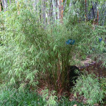 Ruokobambu - Fargesia angustissima