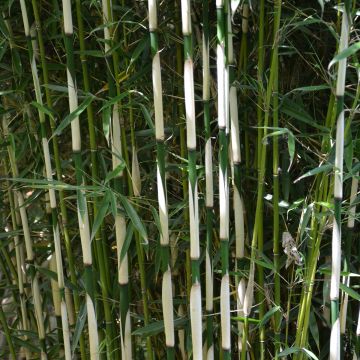 Ruokobambu Pingwu