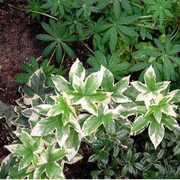 Murattiaralia Variegata