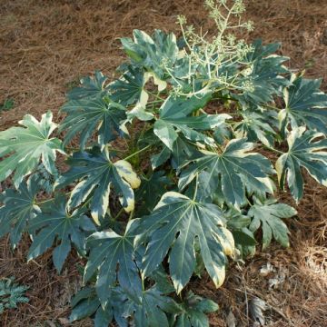 Huonearalia Variegata