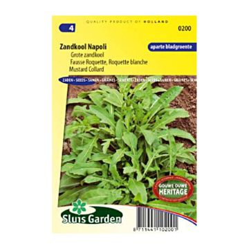 Isohietasinappi Napoli - Diplotaxis tenuifolia
