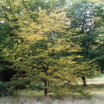 Poimuetelänpyökki - Nothofagus antarctica