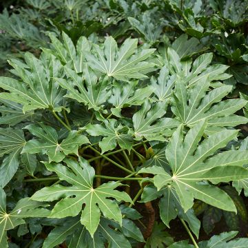 Huonearalia - Fatsia japonica