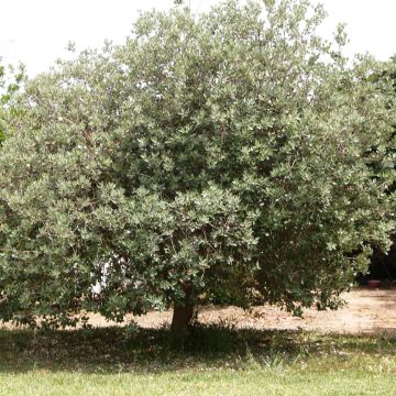 Feijoa - Acca sellowiana