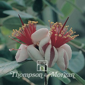 Feijoa sellowiana (siemenet)