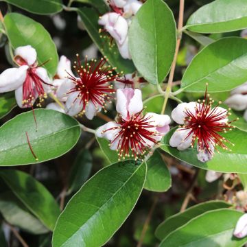 Feijoa Mammouth
