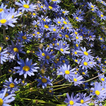 Kapinnukkeasteri - Felicia amelloides