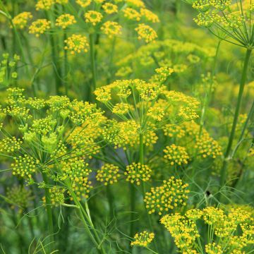 Fenkoli - Foeniculum vulgare
