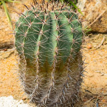 Rautakaktus - Ferocactus emoryi