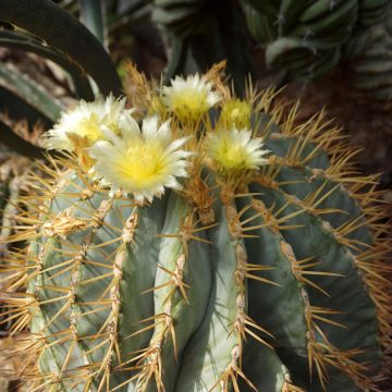 Rautakaktus - Ferocactus glaucescens