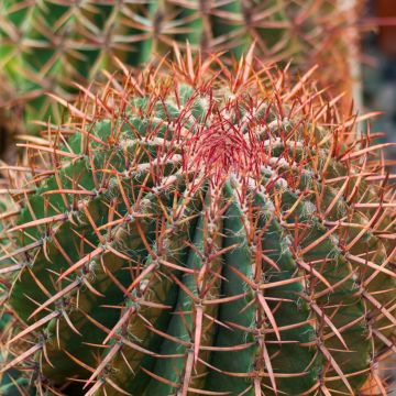 Rautakaktus - Ferocactus gracilis subsp. coloratus