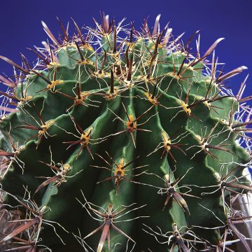 Rautakaktus - Ferocactus horridus