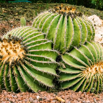 Rautakaktus - Ferocactus schwarzii