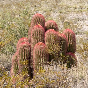 Rautakaktus - Ferocactus stainesii