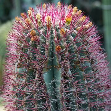 Rautakaktus - Ferocactus stainesii var. pilosus