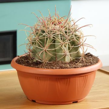 Rautakaktus - Ferocactus emoryi