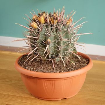 Rautakaktus - Ferocactus gracilis subsp. coloratus