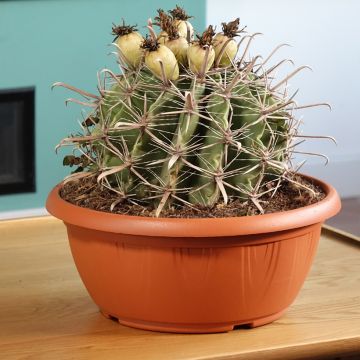 Rautakaktus - Ferocactus horridus