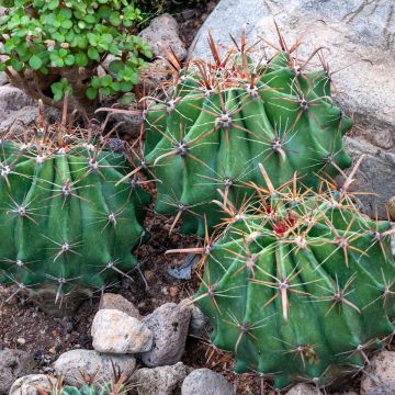 Rautakaktus - Ferocactus latispinus